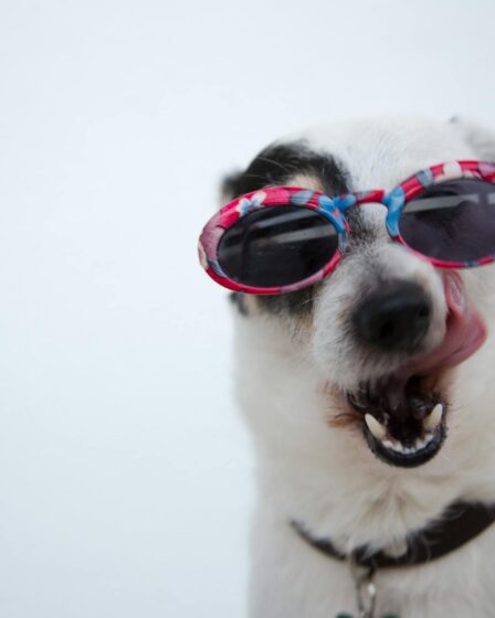 close up photo of dog wearing sunglasses