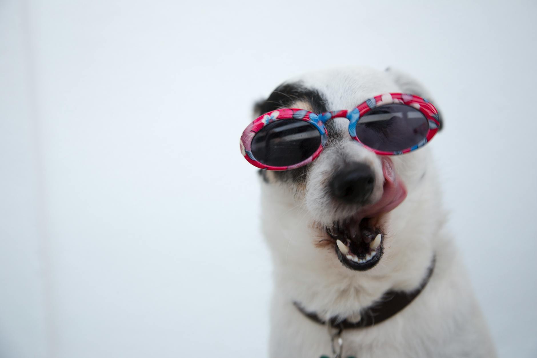 close up photo of dog wearing sunglasses