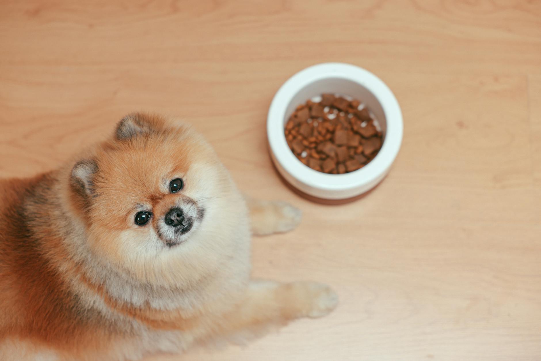 organizar os itens do seu cachorro