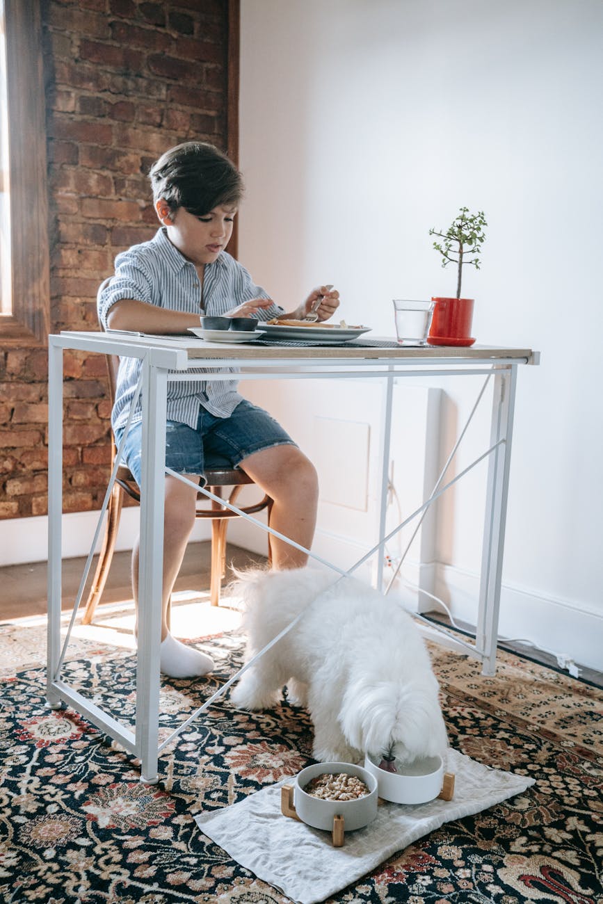 organizar os itens do seu cachorro